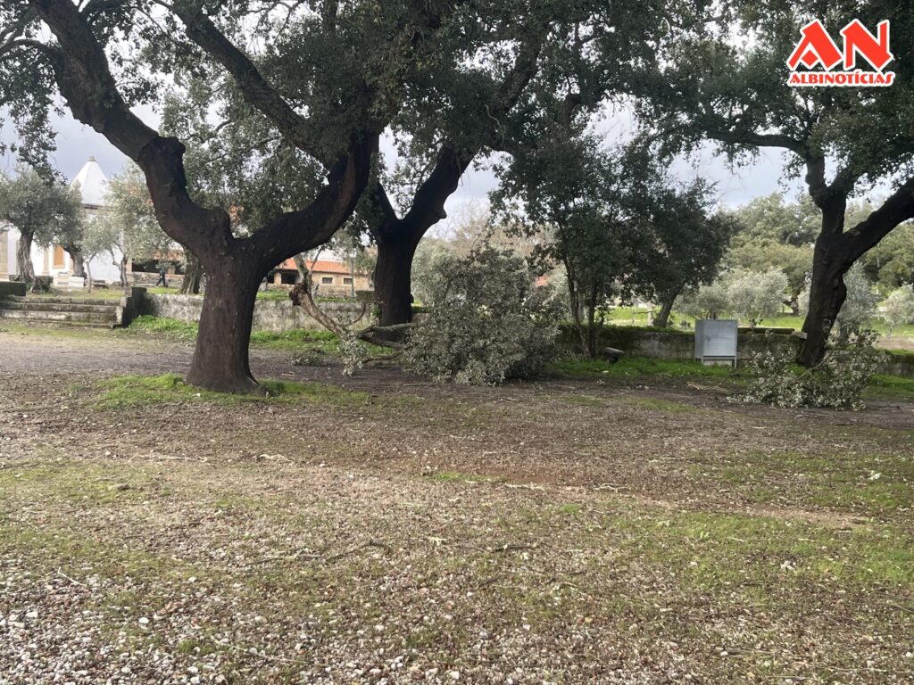 Castelo Branco lança ação “Adote uma Árvore” após tempestades