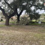 Castelo Branco lança ação “Adote uma Árvore” após tempestades