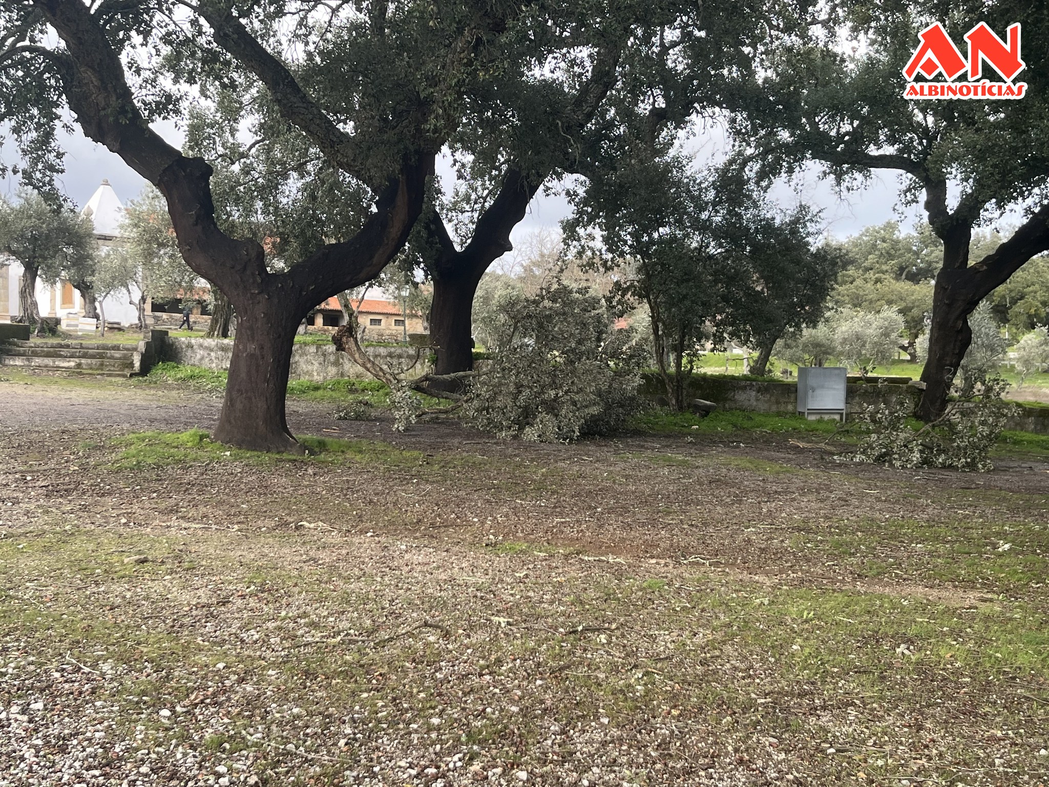 Castelo Branco lança ação “Adote uma Árvore” após tempestades