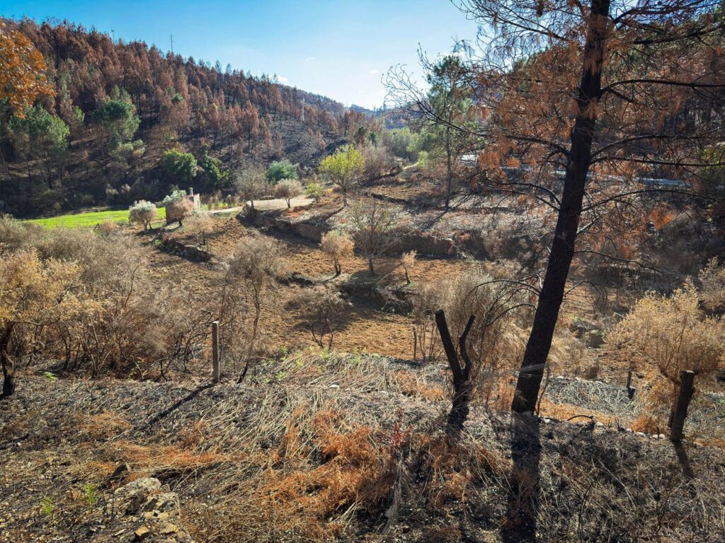 Vale d’Urso inicia reflorestação após incêndio do Piódão
