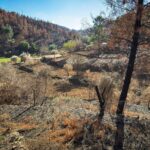 Vale d’Urso inicia reflorestação após incêndio do Piódão