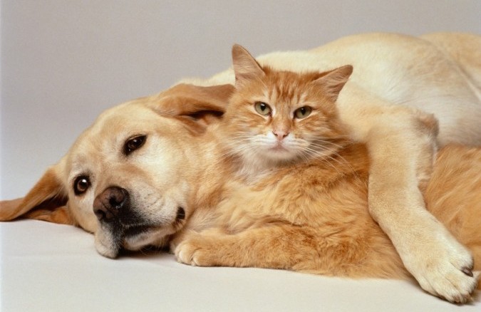 CRO de Castelo Branco regista aumento de acolhimento e adoções em 2025