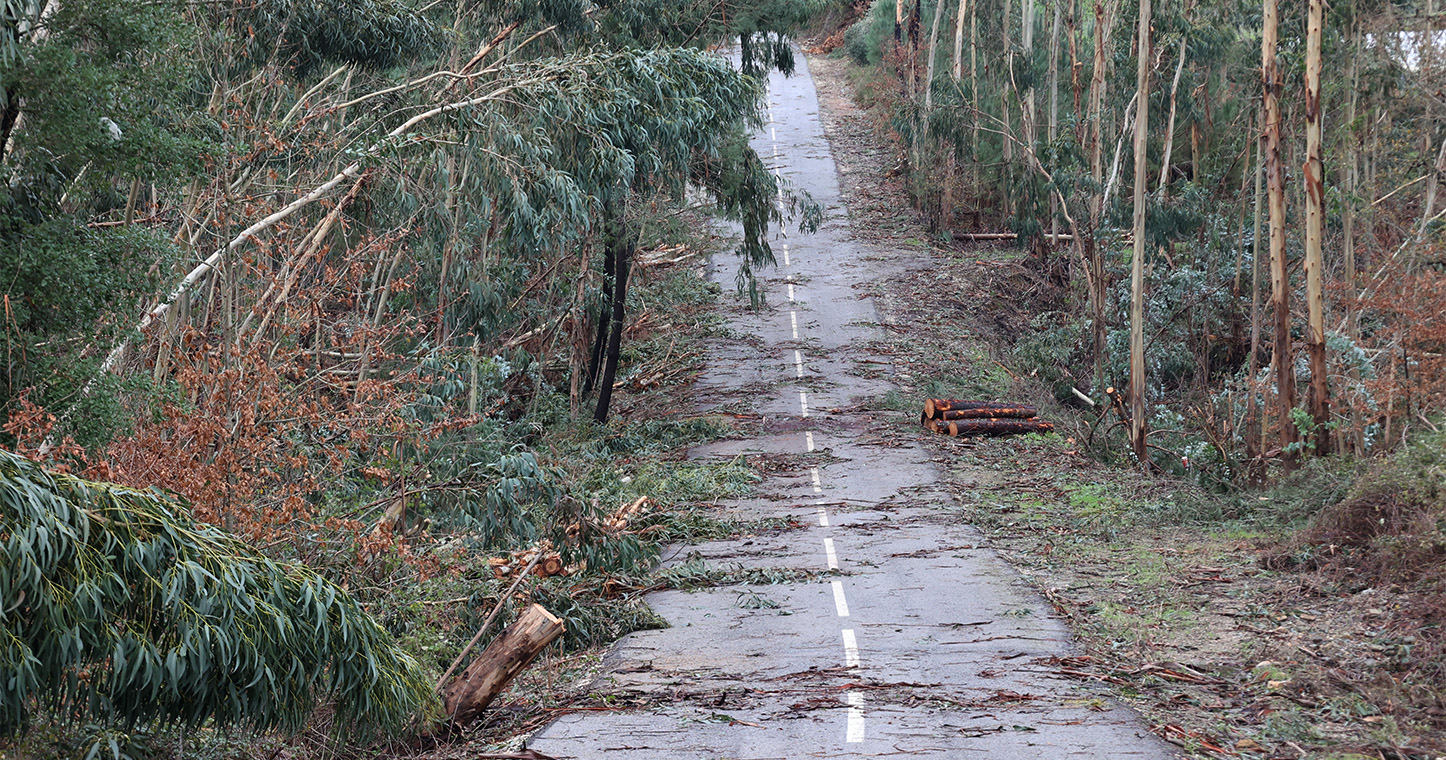 Sertã fixa 22 de março como prazo para remoção de material lenhoso após tempestade