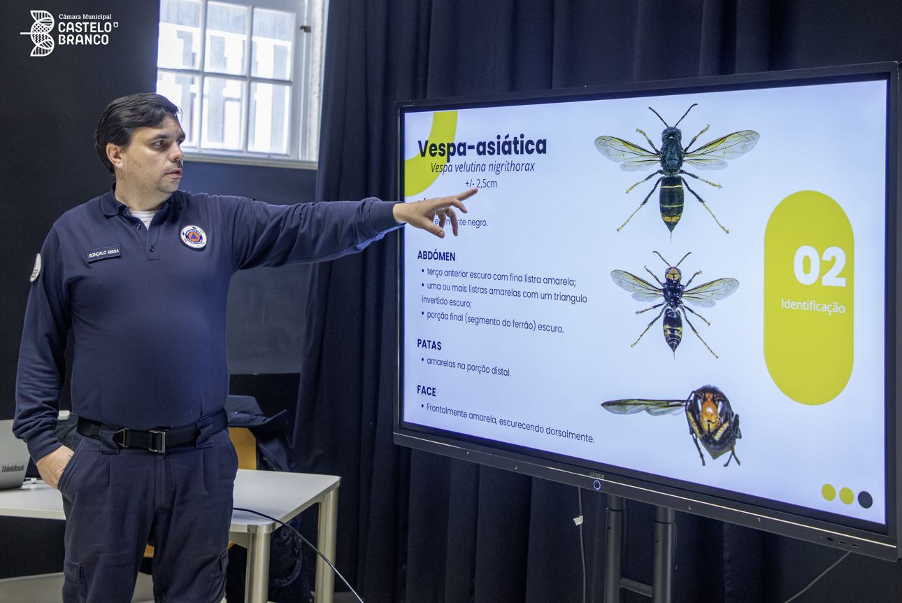 Castelo Branco promove campanha escolar contra a vespa asiática