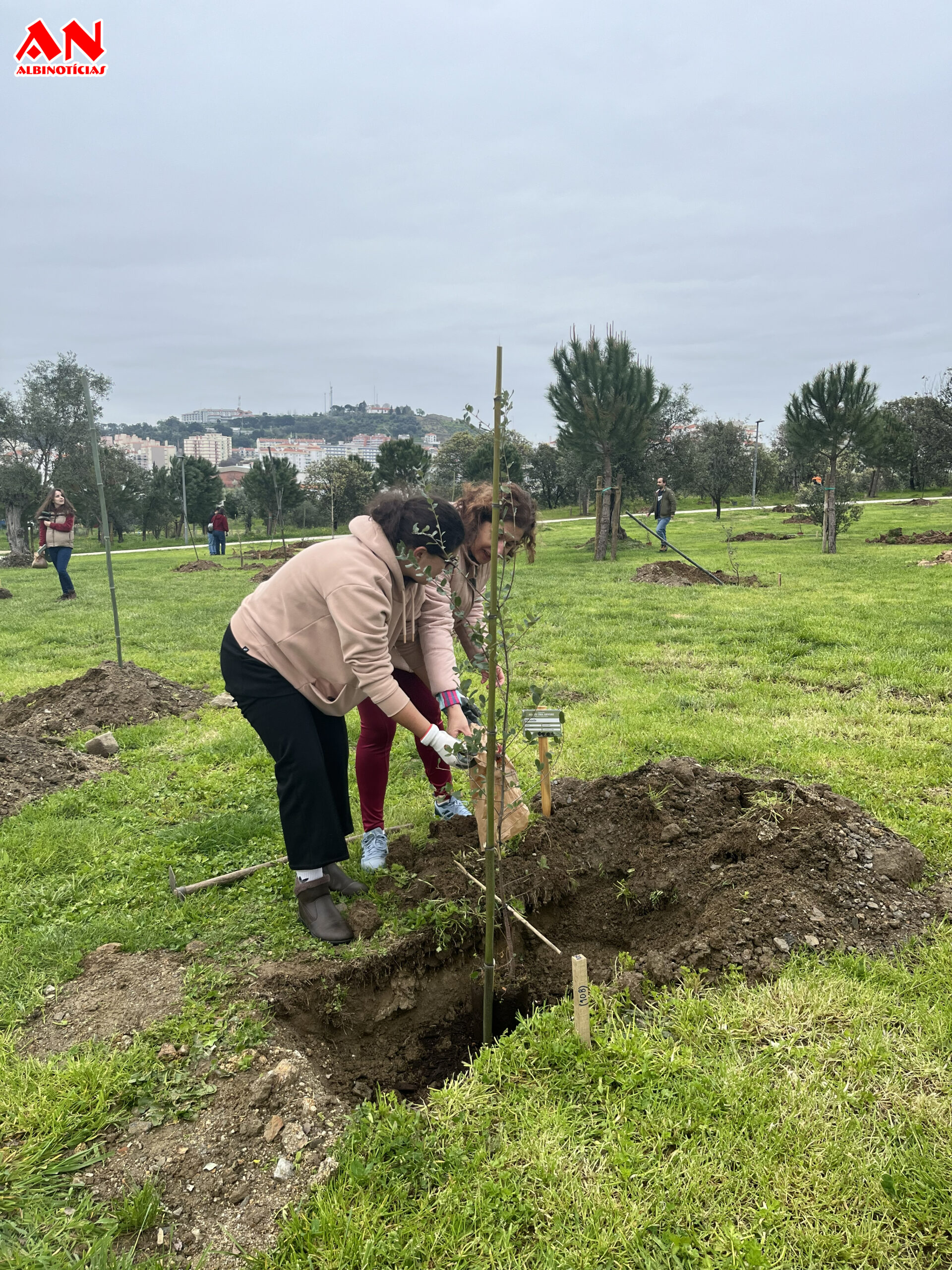 Castelo Branco quer plantar mais de 1.300 árvores até ao final do ano