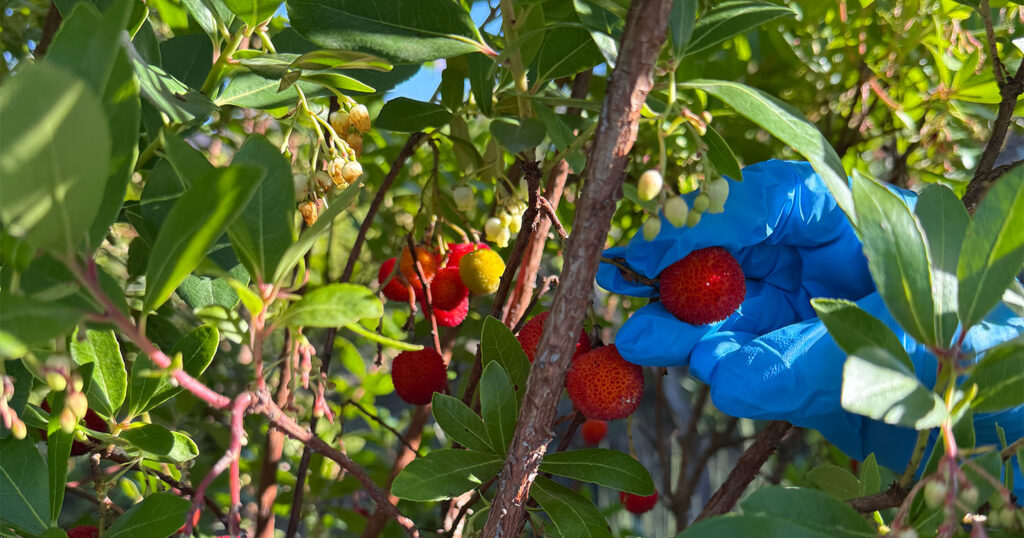 UNEDO4ALL aposta na inovação para valorizar o medronho na Sertã