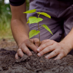 Castelo Branco promove campanha “Adote uma Árvore”