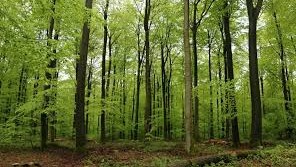 Município da Sertã relembra prazos e obrigações na gestão florestal após tempestade